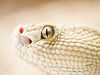 Serpentina